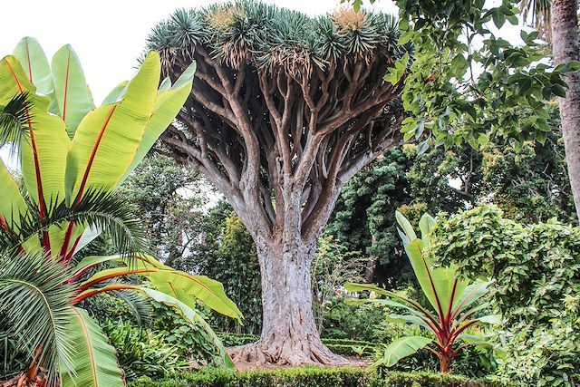 Voyage Tenerife, les aventuriers de l'île-volcan