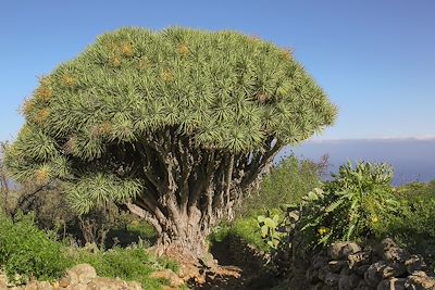 Dragonnier - La Palma - Iles Canaries - Espagne