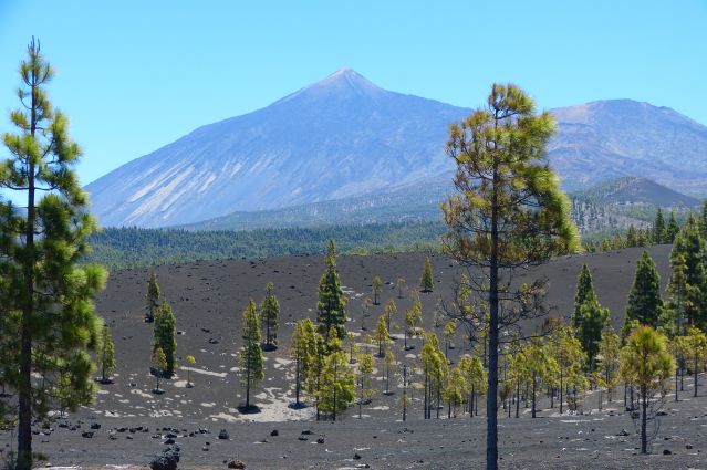 Vers les volcans Garachico et Chinyero entre forêt de pins canariens, volcans et cendres volcaniques - Tenerife - Canaries - Espagne