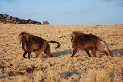 Babouins Géladas - Montagnes du Simien - Ethiopie