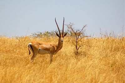 Parc national de Nechisar - Ethiopie