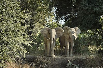 Elephants d'Afrique