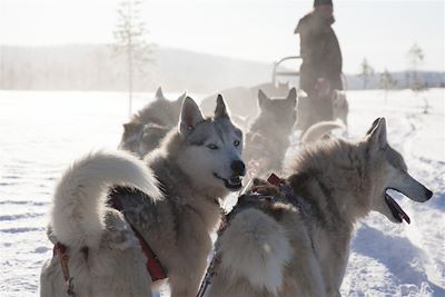 Chiens de traineau à Olos - Laponie - Finlande