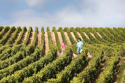 Balade à vélo dans les vignes - La loire à vélo - France