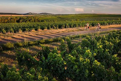 Balade à vélo dans le vignoble - La Loire à vélo - France