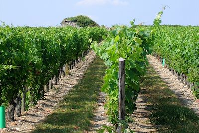 Vignes - Loire - France