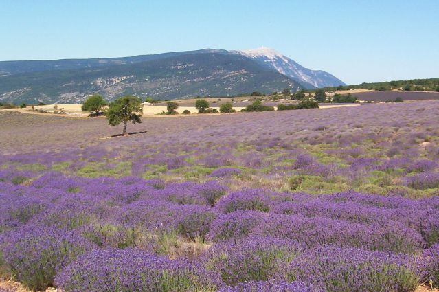 Paysage de Provence - France