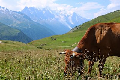 Vache au Col de Balme - France