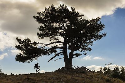 © GUIZIOU Franck / hemis.fr - L'étape entre Capannelle et Vizzavona - GR 20 - Haute-Corse - France L'étape entre Capannelle et Vizzavona - GR 20 - Haute-Corse - France