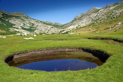 Oasis des montagnes Corse - Pozzines - GR20 Sud - Corse - France