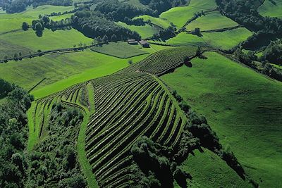 Vignobles d'Irouléguy - Pays basque - France