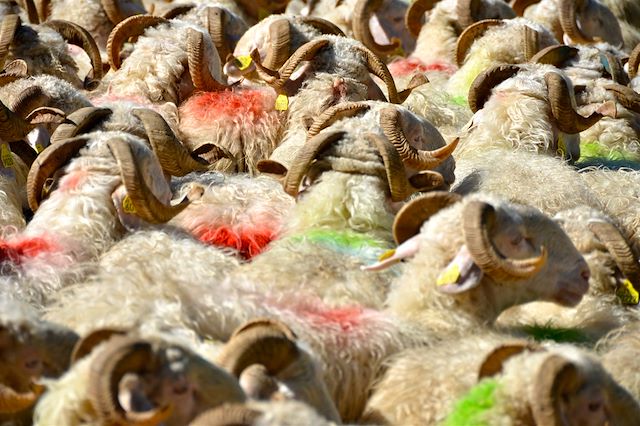 Pyrénées-Atlantiques : Sur les sentiers d'Aspe et d'Ossau Voyage Sur les sentiers d'Aspe et d'Ossau