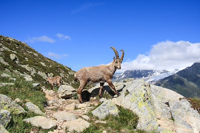 © wonry / iStock - Bouquetin - Aiguilles Rouges - France Bouquetin - Aiguilles Rouges - France