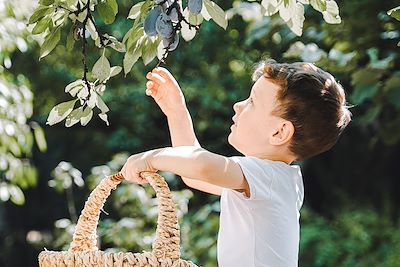 Un enfant cueille des prunes