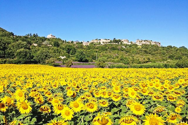 Voyage À travers les Alpilles, sur les pas de Van Gogh