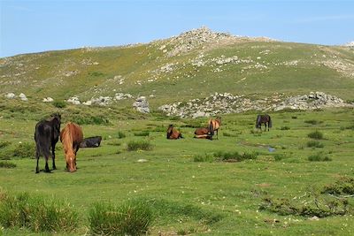 © Peter Gregor - Plateau du Coscione - Corse - France Plateau du Coscione - Corse - France