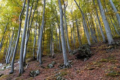 © Sébastien Leroy - Forêt de Vizzavona - Haute- Corse - Corse - France Forêt de Vizzavona - Haute- Corse - Corse - France