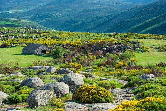 Voyage L'intégral du Chemin de Stevenson