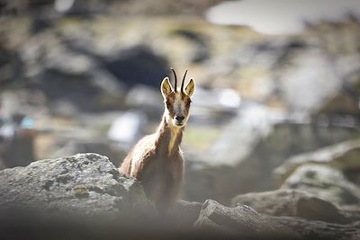 Isard - Pyrénées - France