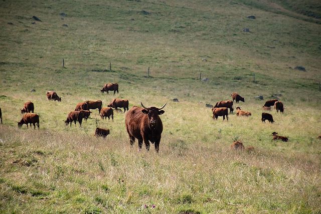Voyage Traversée du Massif du Cantal en bivouac