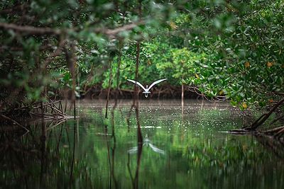 © ludovic / Adobe Stock - Vol d'un héron sous la mangrove - Guadeloupe Vol d'un héron sous la mangrove - Guadeloupe