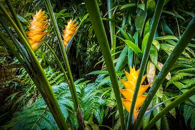 Balisiers jaunes en fleur - Guadeloupe