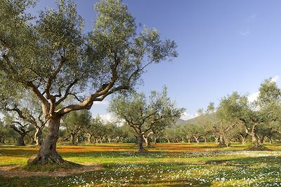 © akarelias / iStock - Oliveraie - Kalamata - Péloponnèse - Grèce Oliveraie - Kalamata - Péloponnèse - Grèce