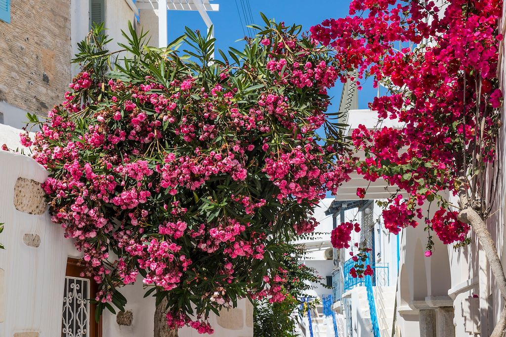 Voyage Andros, Tinos, Paros, Délos: anthologie cycladique