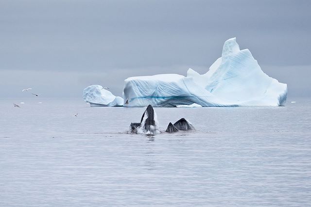 Voyage Navigation au coeur de l'Arctique