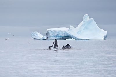 Navigation en baie de Disko et Uummannaq