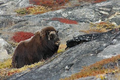 Côte Est - Scoresby Sund - Groenland