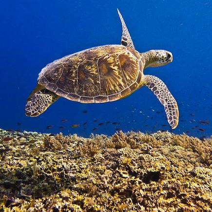 Baignade - Snorkeling Indonésie