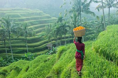 Voyage Grand trek à Bali entre volcans et rizières 1