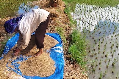Travail dans les rizières - Indonésie 