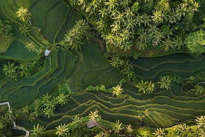 © olegbreslavtsev / iStock - Rizière de Tegallalang à Bali - Indonésie Rizière de Tegallalang à Bali - Indonésie