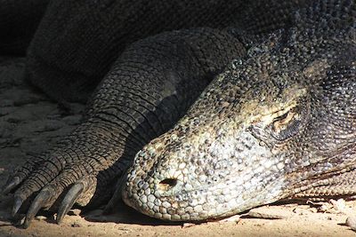 Voyage Volcans, dragons et petites îles de la Sonde 1