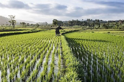 © Hervé Audic - Rizières - Bali - Indonésie Rizières - Bali - Indonésie