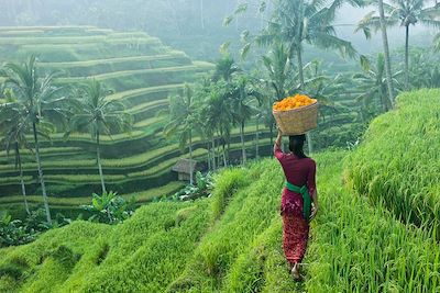 © Martin Puddy / Getty Images - Rizière - Ubud - Bali - Indonésie Rizière - Ubud - Bali - Indonésie
