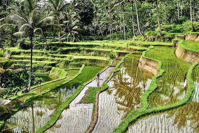 © Andrea Pistolesi / Getty Images - Rizière - Pura Gunung Kawi - Bali - Indonésie Rizière - Pura Gunung Kawi - Bali - Indonésie
