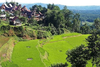 Village et rizières du pays toraja - Indonésie 