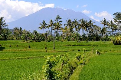 © Dora - Rizières de Sidemen - Bali - Indonésie Rizières de Sidemen - Bali - Indonésie