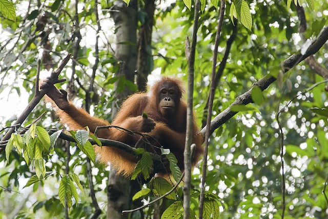 Voyage Sumatra, du Parc du Gunung Leuser au Lac Toba 