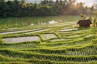 © LoweStock / Adobe Stock - Village de Belimbing - Bali - Indonésie Village de Belimbing - Bali - Indonésie