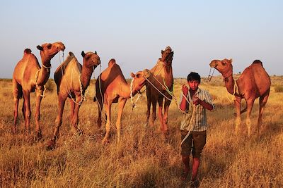 Désert du Thar - Rajasthan - Inde