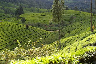 Plantations de thé - Munnar - Inde