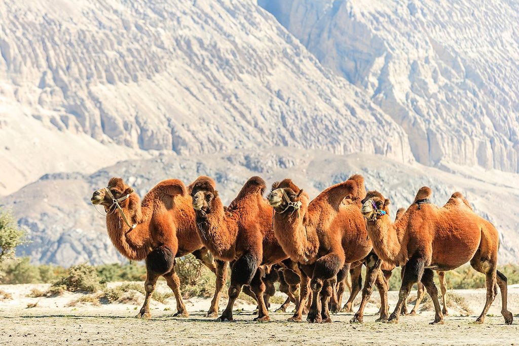 Chameaux - Vallée de la Nubra - Ladakh - Inde