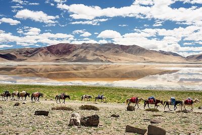 Randonnée avec mulet Ladakh