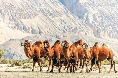 Voyage Ladakh