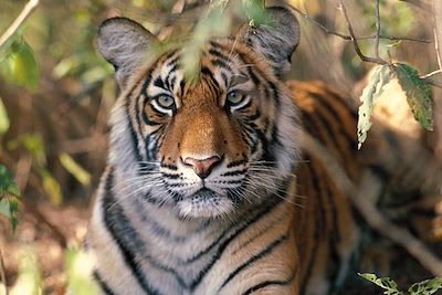 © Incredible India - Sur les traces du tigre ! - Inde Sur les traces du tigre ! - Inde