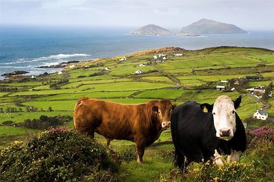 © Tourism Ireland Imagery/Chris Hill - Derrynane Bay - Irlande Derrynane Bay - Irlande